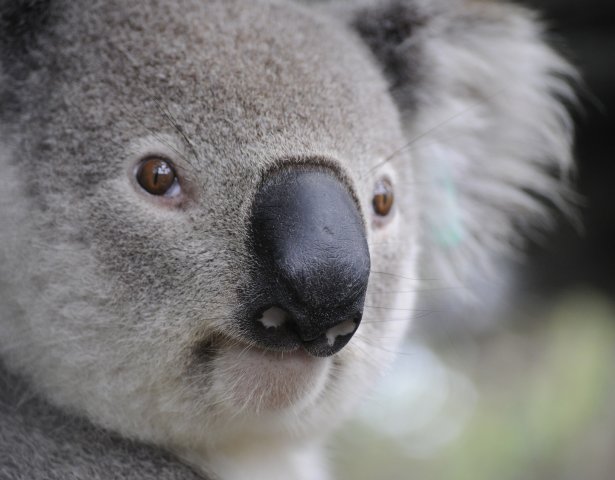 Koala, Australien
