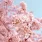 Japanische Kirschblüte Sakura, Tatebayashi, Japan